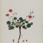 Geranium asphodeloides bloemen in close-up, heldere paarse kleur.