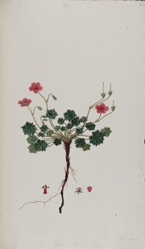 Geranium asphodeloides bloemen in close-up, heldere paarse kleur.