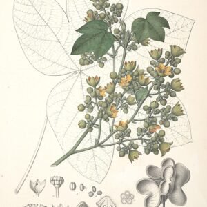Roodbruine Sterculia apetala bloem op botanische illustratie.