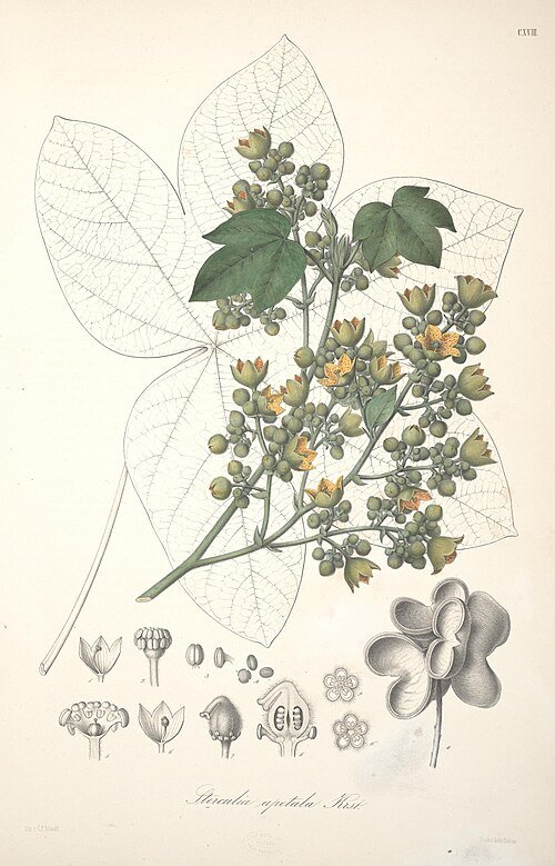 Roodbruine Sterculia apetala bloem op botanische illustratie.