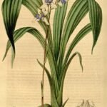 Een elegante Warreella plant met groene bladeren en witte bloemen.