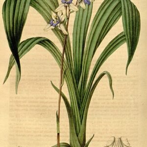 Een elegante Warreella plant met groene bladeren en witte bloemen.