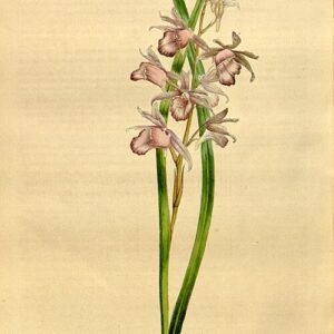 Galeandra styllomisantha orchidee bloemen op tak met groene bladeren.