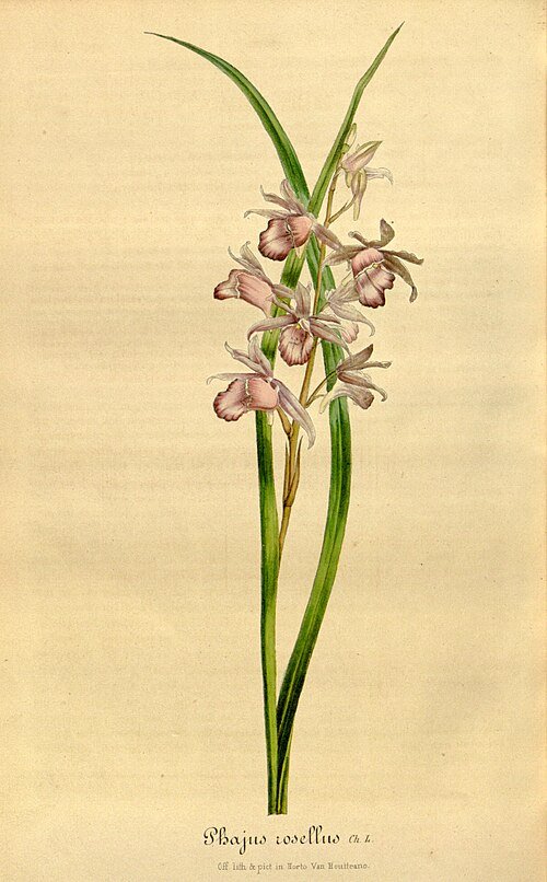 Galeandra styllomisantha orchidee bloemen op tak met groene bladeren.
