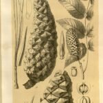 Pinus orizabensis met langwerpige naalden en kegelvormige dennenappels.