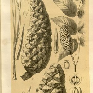 Pinus orizabensis met langwerpige naalden en kegelvormige dennenappels.