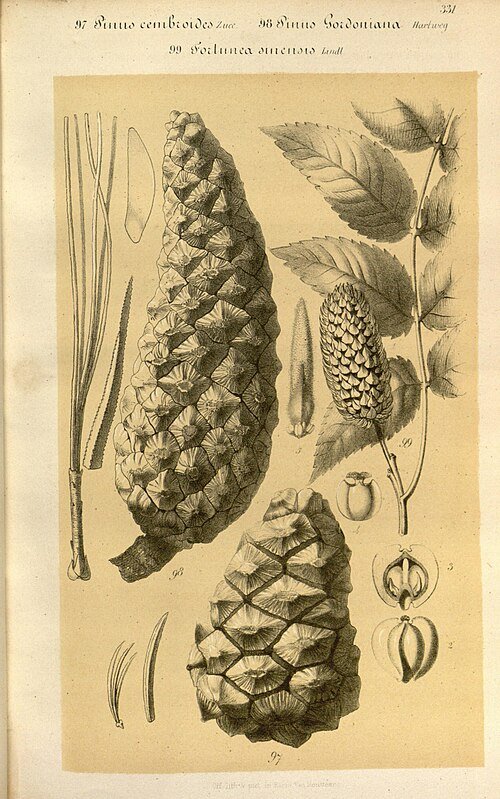 Pinus orizabensis met langwerpige naalden en kegelvormige dennenappels.