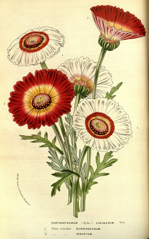 Prachtige bloemrijke Ismelia plant in serre-setting.