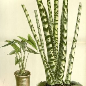 Alocasia zebrina plant with striped leaves in a botanical setting.