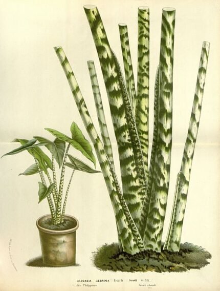 Alocasia zebrina plant with striped leaves in a botanical setting.