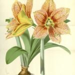 Rode en witte gestreepte Hippeastrum pardinum bloem op groene bladeren.