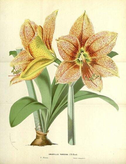 Rode en witte gestreepte Hippeastrum pardinum bloem op groene bladeren.