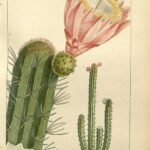 Stenocereus heptagonus cactus met groene stengels en witte bloemen.
