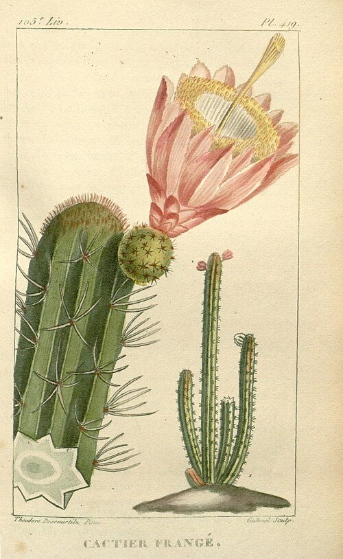 Stenocereus heptagonus cactus met groene stengels en witte bloemen.