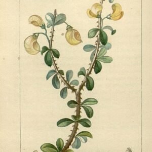 Brya ebenus plant met groen blad en witte bloem.