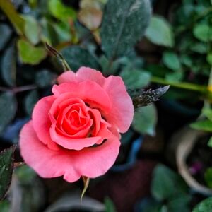 Colorful Floribunda rose bush with multiple vibrant blooms in a garden setting.