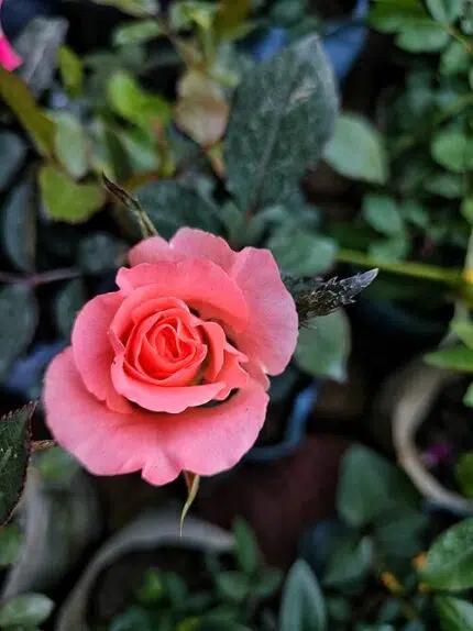 Colorful Floribunda rose bush with multiple vibrant blooms in a garden setting.