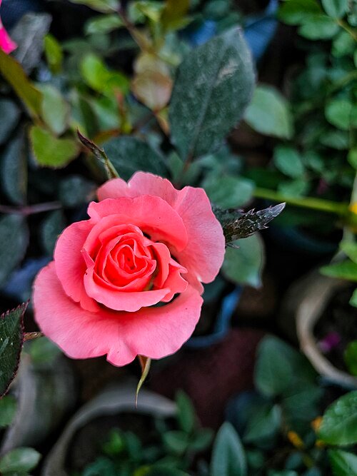 Colorful Floribunda rose bush with multiple vibrant blooms in a garden setting.