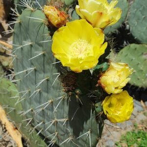 Bloeiende Opuntia robusta cactus met gele bloemen en platte bladsegmenten.
