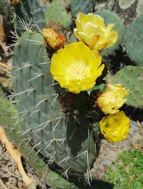 Bloeiende Opuntia robusta cactus met gele bloemen en platte bladsegmenten.