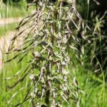 Purple flowers of the Bokkenorchis plant in natural setting.