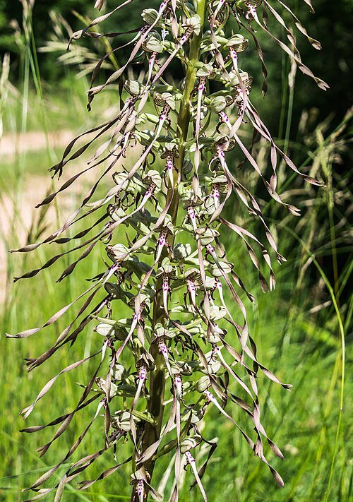 Purple flowers of the Bokkenorchis plant in natural setting.