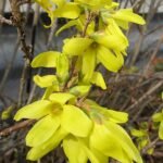 Gele Forsythia bloemen in volle bloei tegen groene achtergrond.