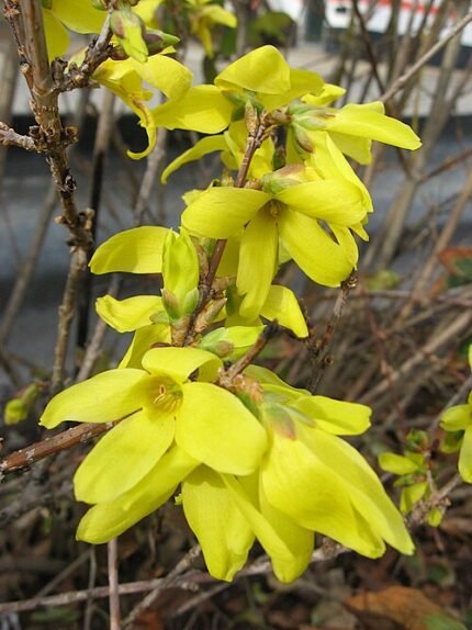 Gele Forsythia bloemen in volle bloei tegen groene achtergrond.
