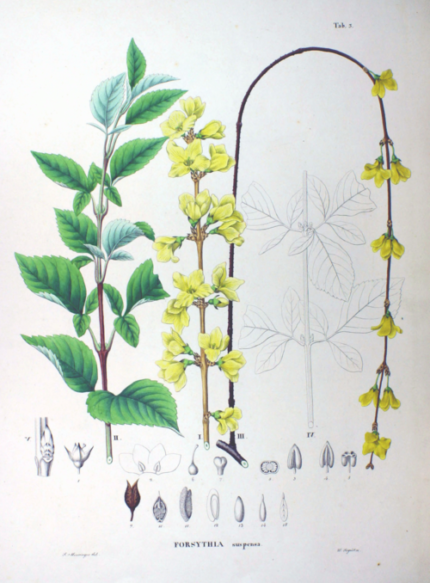 Forsythia suspensa bloemen in heldere gele kleur tegen groen bladeren.