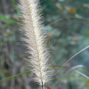 Majestueus lampenpoetsergras in volle bloei.
