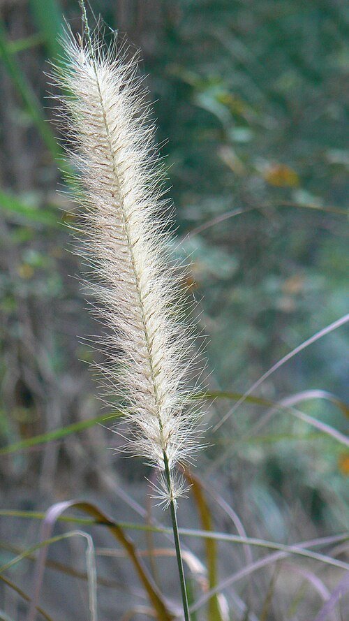 Majestueus lampenpoetsergras in volle bloei.