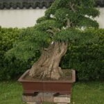 Fraxinus hubeiensis bonsai boom in een pot.