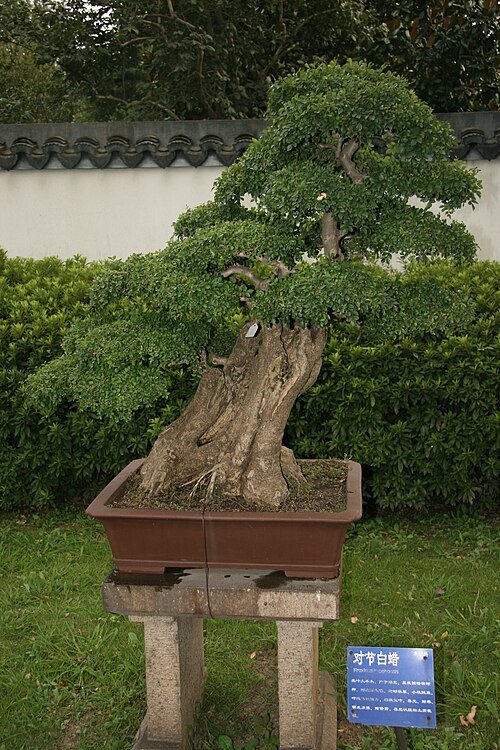Fraxinus hubeiensis bonsai boom in een pot.