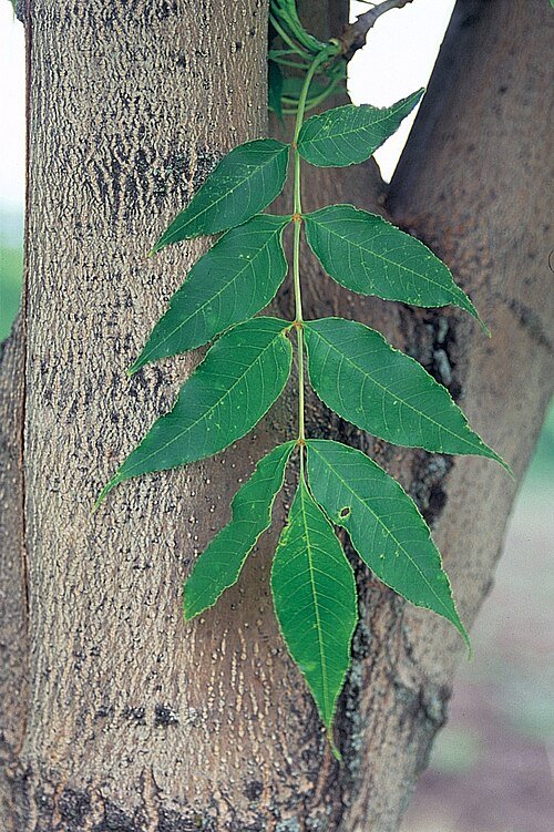 Fraxinus mandshurica boom met groene bladeren en ruwe schors.