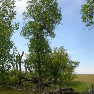 Fraxinus pennsylvanica boom met groene bladeren en schors.
