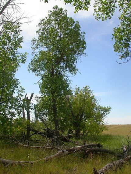 Fraxinus pennsylvanica boom met groene bladeren en schors.