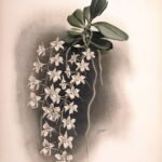 Illustratie van Aerangis articulata orchidee met witte bloemen op donkere achtergrond.