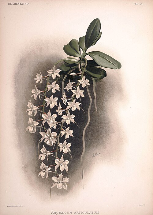 Illustratie van Aerangis articulata orchidee met witte bloemen op donkere achtergrond.