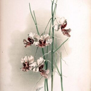 Papilionanthe hookeriana orchidee bloem, wit met paarse accenten, botanische illustratie 1890.