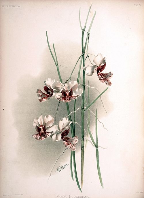 Papilionanthe hookeriana orchidee bloem, wit met paarse accenten, botanische illustratie 1890.