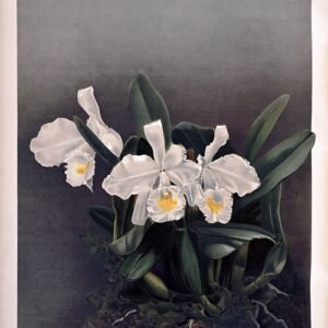 Witte Kerstorchidee op vintage illustratie uit 1890.