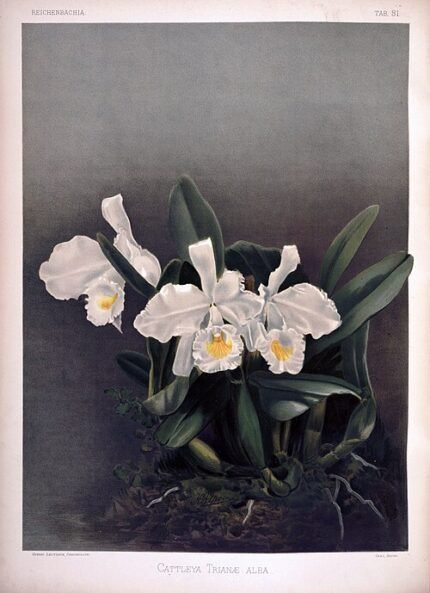 Witte Kerstorchidee op vintage illustratie uit 1890.