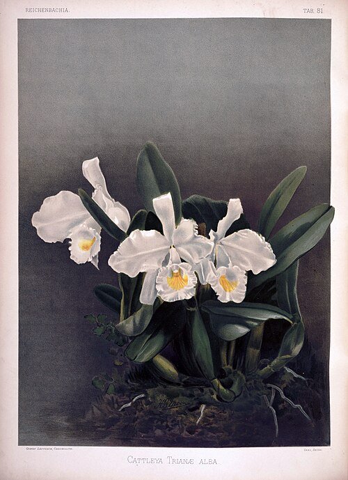 Witte Kerstorchidee op vintage illustratie uit 1890.