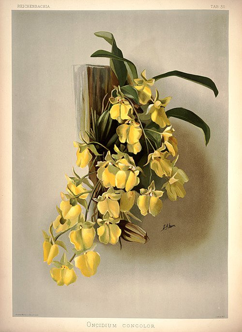Yellow Gomesa concolor orchid on botanical illustration plate from 1888.
