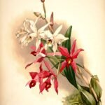 Laelia anceps orchidee in bloei op botanische illustratie uit 1888.