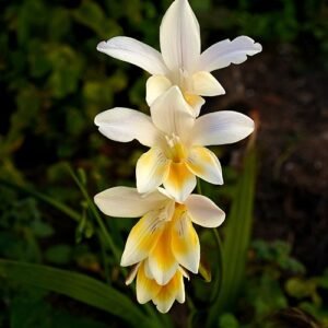 Freesia bloem in witte kleur met delicate bloemblaadjes.