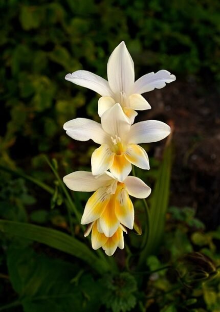 Freesia bloem in witte kleur met delicate bloemblaadjes.