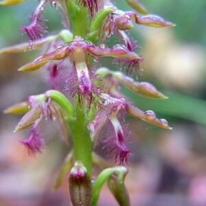 Purple fringed orchid flower in natural setting with green leaves.