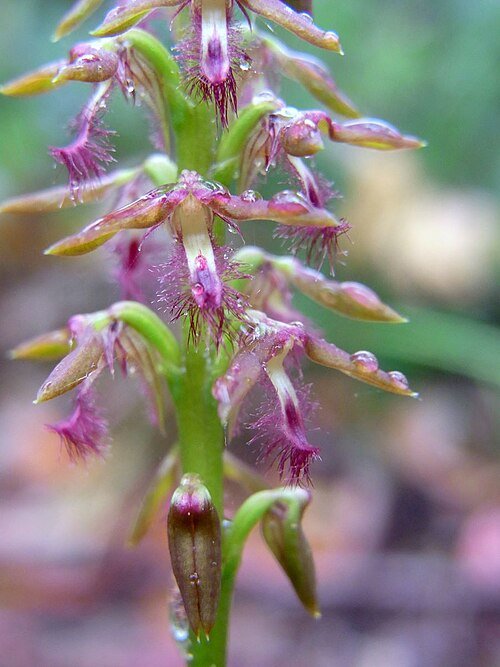 Purple fringed orchid flower in natural setting with green leaves.