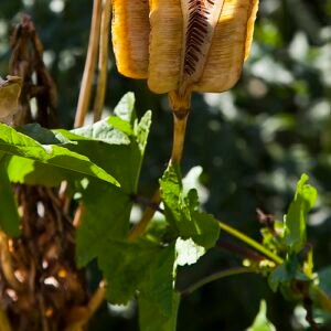 Fritillaria eduardii bloeiende plant in de botanische tuin van Tallinn, Estland.